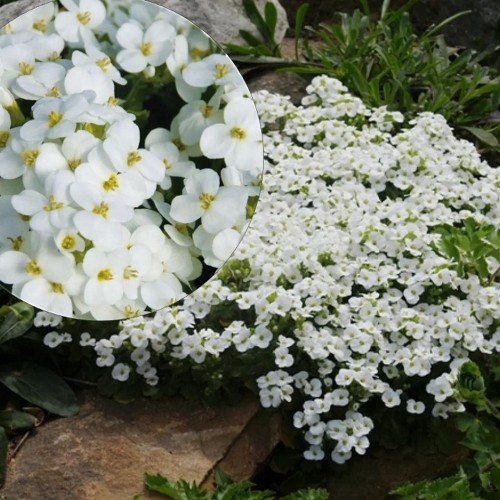Arabis alpina 'White' - Alpi hanerohi 'White'